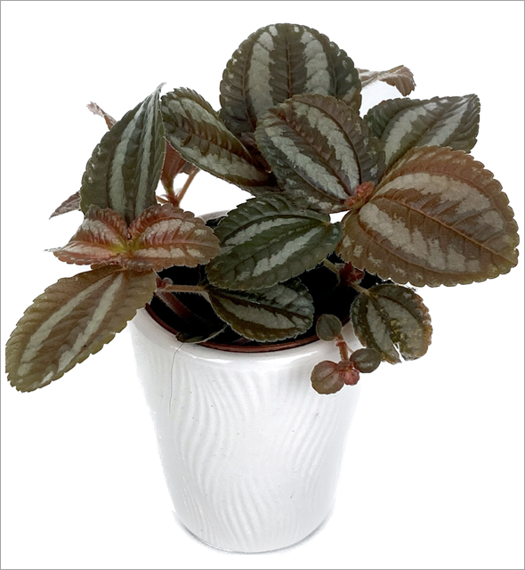 Pilea 'Pan Am'